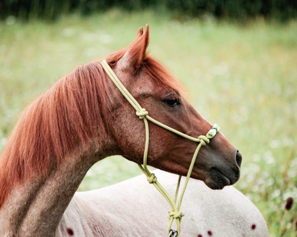 horse Bekas Dubai (German Riding Pony, 2020, from Dark Dornik)
