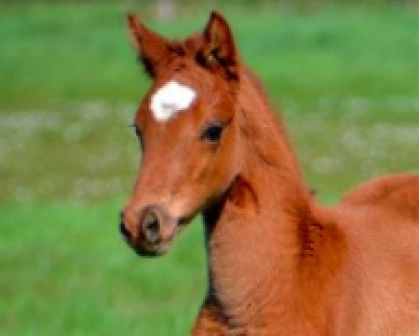 horse Good Luck d' ete (Welsh-Pony (Section B), 2016, from Nabab de Rêve)