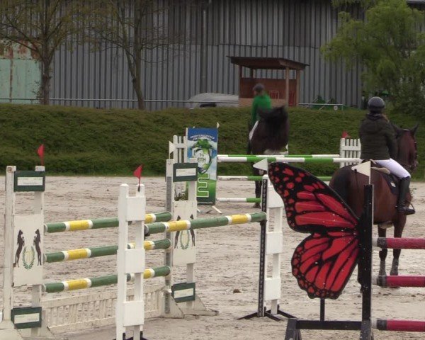 Reitturnier Pietzpuhl 2024