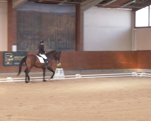 Reitturnier Weikersdorf am Steinfelde 2024