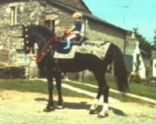 stallion Mista Beaujangles ox (Arabian purebred, 1972, from HMR Hallanys Mesaoud ox)