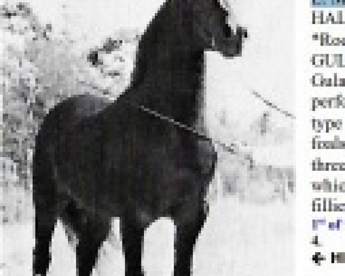 stallion HMR Hallanys Mesaoud ox (Arabian purebred, 1961, from Hallany Mistanny ox)