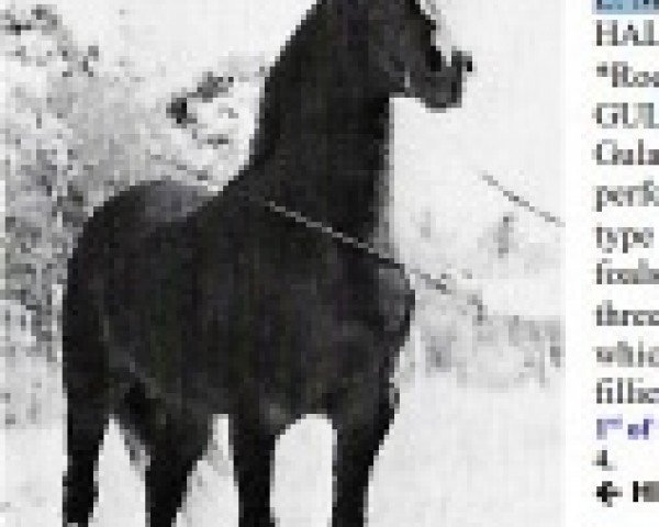 stallion HMR Hallanys Mesaoud ox (Arabian purebred, 1961, from Hallany Mistanny ox)