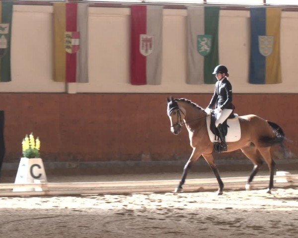 Reitturnier Weikersdorf am Steinfelde 2024