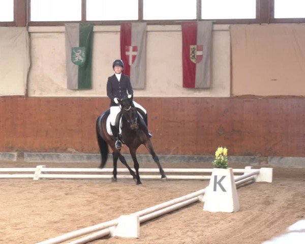 Reitturnier Weikersdorf am Steinfelde 2024