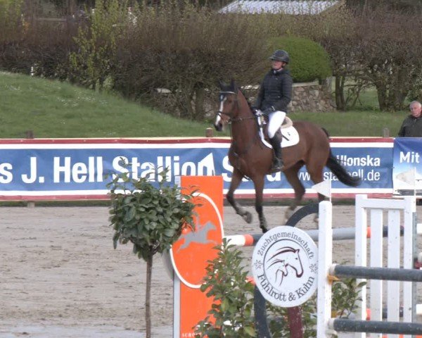 Reitturnier Westergellersen 2024