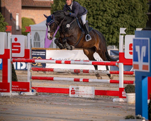 jumper Citatus K (Hanoverian, 2018, from Conthargos)