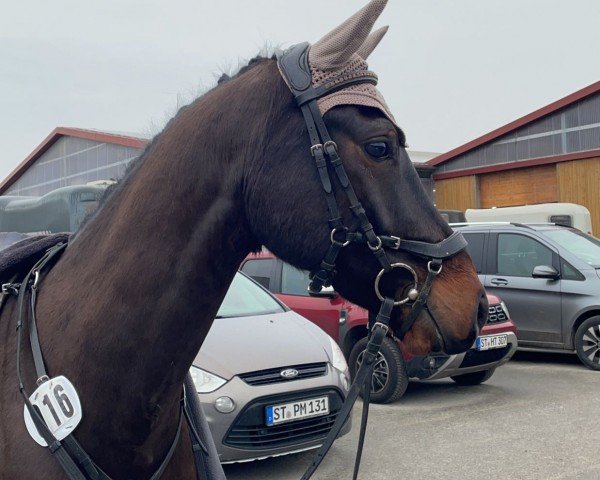 jumper Campino 595 (German Riding Pony, 2018, from Cracker Noble M)
