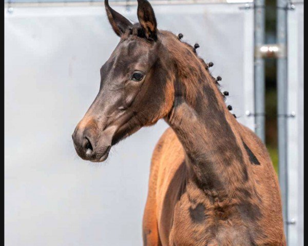 horse Caprica S (Westphalian, 2023, from Conthargos) horse Caprica S (Westphalian, 2023, from Conthargos)