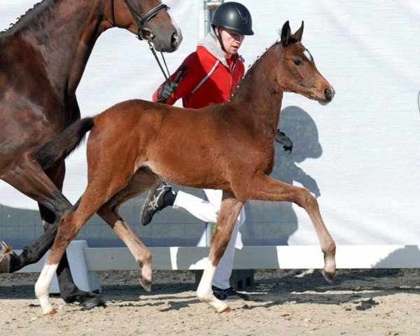 horse Sweet Love (Westphalian, 2023, from Secret) horse Sweet Love (Westphalian, 2023, from Secret)