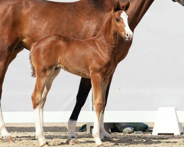 horse Findus (Westphalian, 2023, from Fanegro)