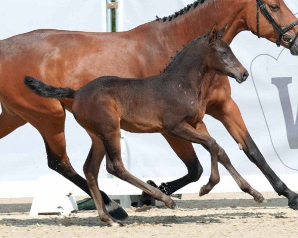 horse Cornada Special (Westphalian, 2023, from Cornado NRW)