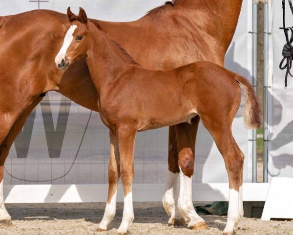 horse Fabiola WF (Westphalian, 2023, from Farrell)