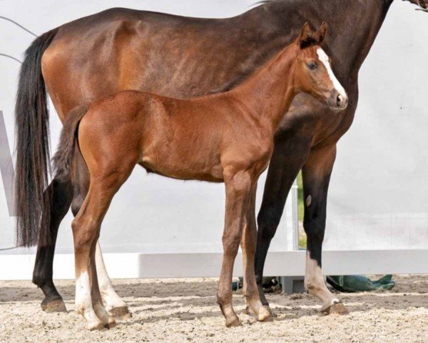 horse Zazou (Westphalian, 2023, from Zirocco Blue)