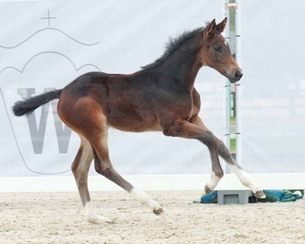 Pferd Choco Girl V (Westfale, 2023, von Comilfo Plus Z)