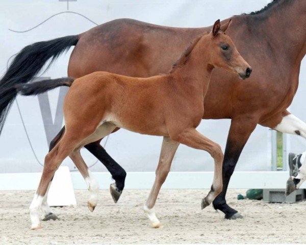 horse Zaphira (Westphalian, 2023, from Blue Hors Zackerey)