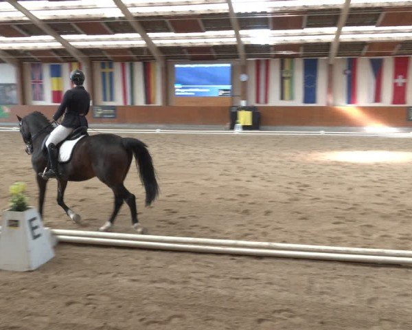 Reitturnier Weikersdorf am Steinfelde 2024