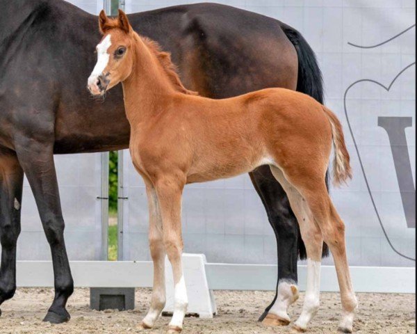 horse Julietta (Westphalian, 2023, from Juwel)