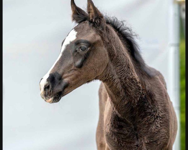 Pferd Finino (Westfale, 2023, von Fashion In Black NRW)