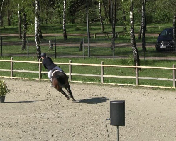 Reitturnier Westergellersen 2024