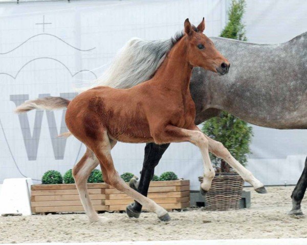 horse Zayn (Westphalian, 2023, from Zinedine)