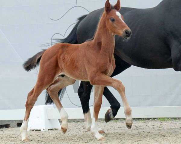 Pferd For You (Westfale, 2023, von For Gold OLD)