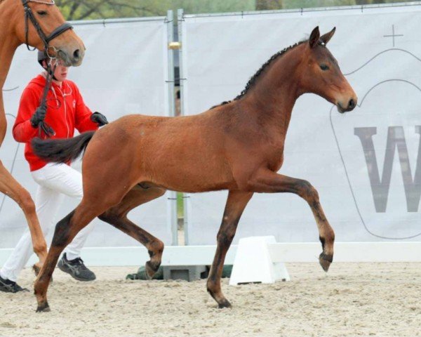 horse Lorriot (Westphalian, 2023, from Le Marron 3)