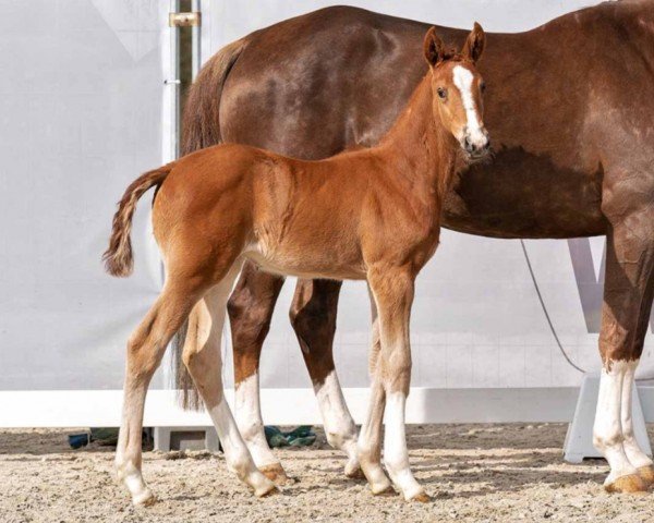 horse Corolana (Westphalian, 2023, from Coros NRW)