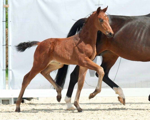horse Faith Hills Freedom JVR (Westphalian, 2023, from Fürstenball)
