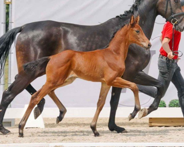 Pferd Belinda (Westfale, 2023, von Bonds)