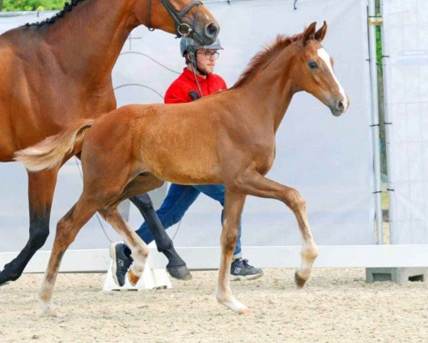 horse Bon Bon (Westphalian, 2023, from Be my Dancer)