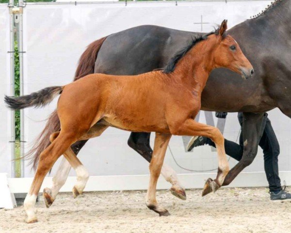 Pferd Festus (Westfale, 2023, von Fusionist)