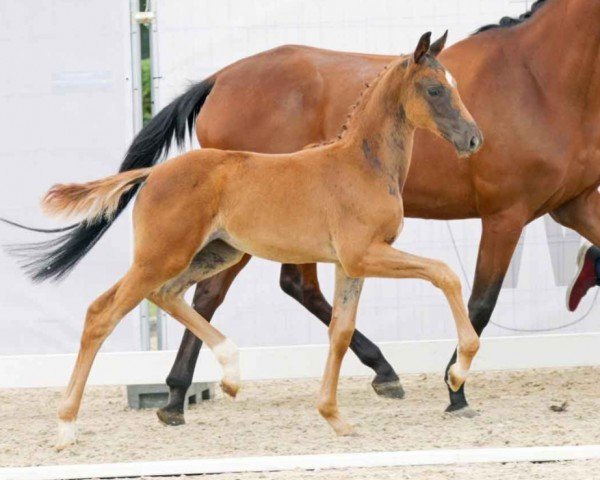 horse Traumtänzerin (Westphalian, 2023, from Total Diamond PS)