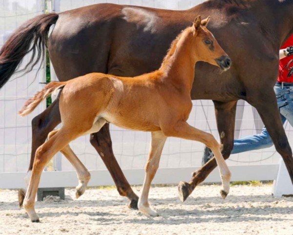 horse Dancing Queen RK (Westphalian, 2023, from Dynamic Dream)