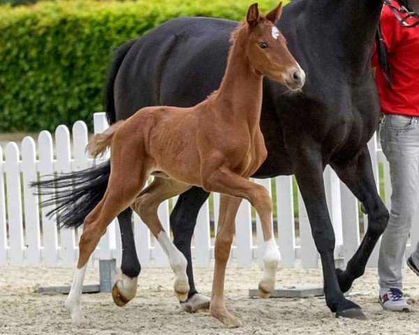 horse Vom Feinsten (Westphalian, 2020, from Vivino)