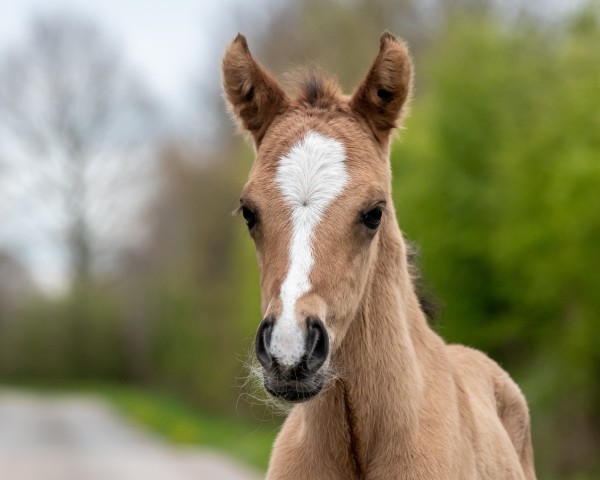 Deckhengst Petit Rock the Dance (Deutsches Reitpony, 2024, von Petit Rock the Moment)