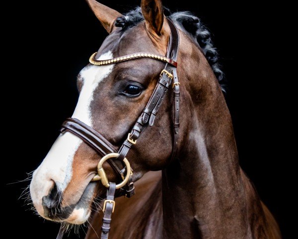 Pferd Rockabilly 14 (Deutsches Reitpony, 2020, von Petit Rock the Moment)