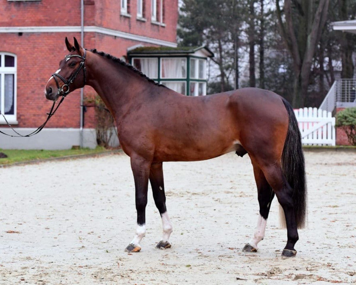 stallion For Carsten (Holsteiner, 2016, from For Pleasure)