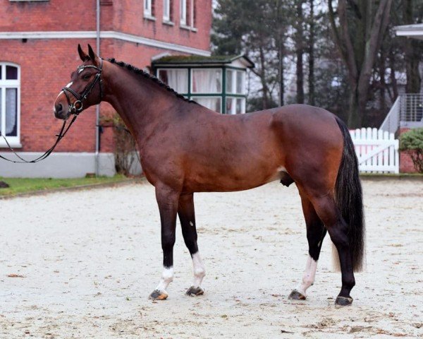 Deckhengst For Carsten (Holsteiner, 2016, von For Pleasure)