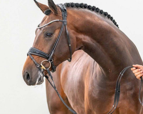 stallion Ravello (Hanoverian, 2021, from Raven)