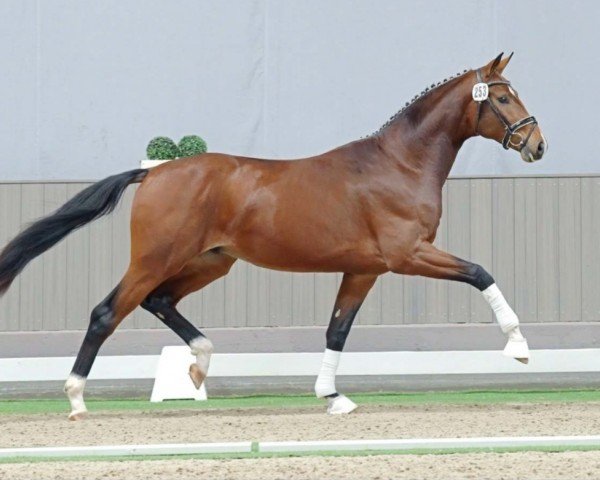 dressage horse Beau Neff (Oldenburg, 2021, from Bonds)