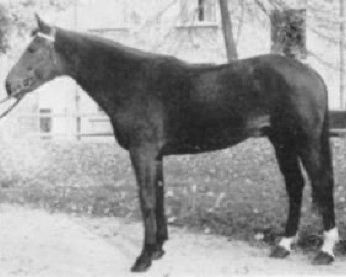 stallion Derbrul Fleury (Selle Français, 1969, from Tout Brule)