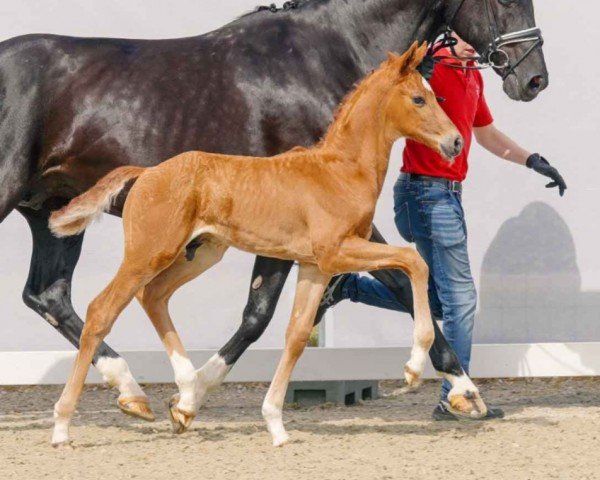 horse Vorever Love (Westphalian, 2023, from Vitalis)