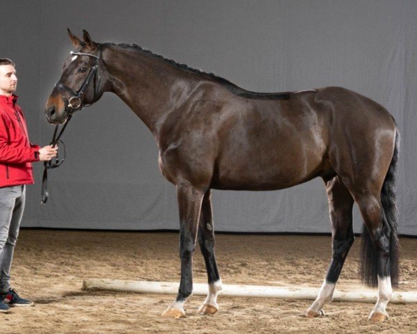 horse Corlydor (Westphalian, 2016, from Cordess 2)