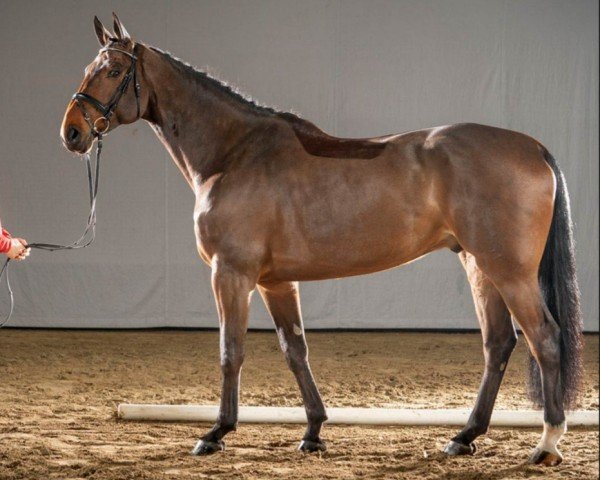 Pferd Dante (Holsteiner, 2016, von Darcodello)