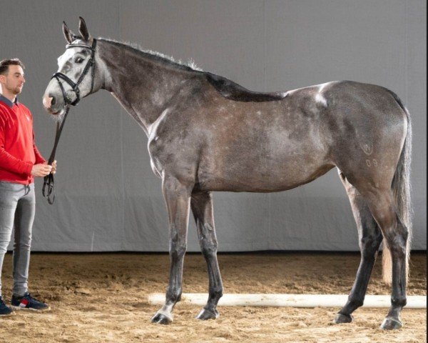 jumper E2k Cascada S (Westphalian, 2016, from Cornets Iberio)