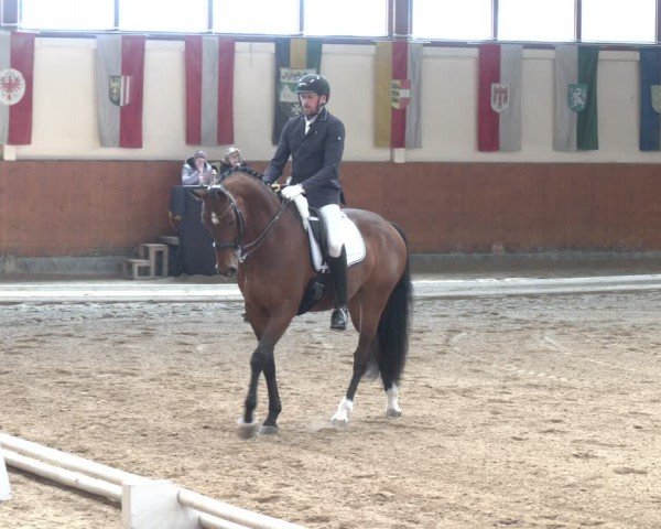 Reitturnier Weikersdorf am Steinfelde 2024