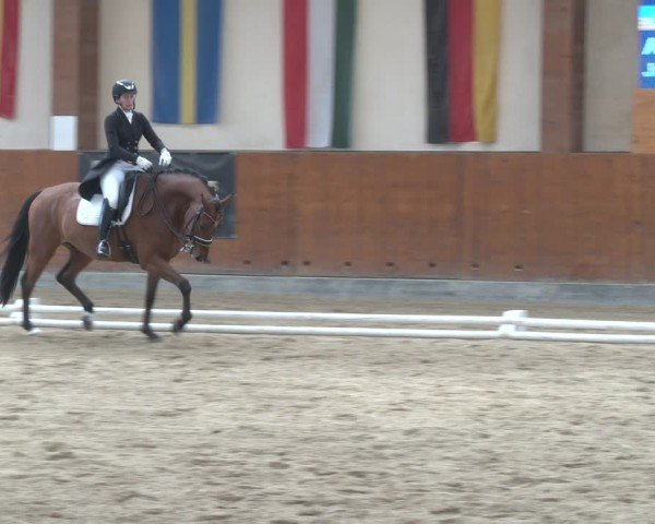 Reitturnier Weikersdorf am Steinfelde 2024