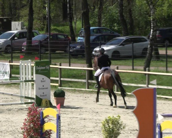 Reitturnier Westergellersen 2024