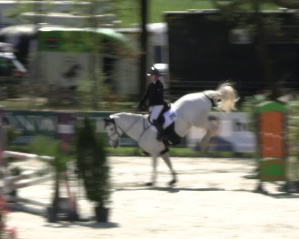 Reitturnier Westergellersen 2024